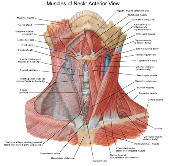 The anterior zone (triangle) of the neck is bordered laterally by the