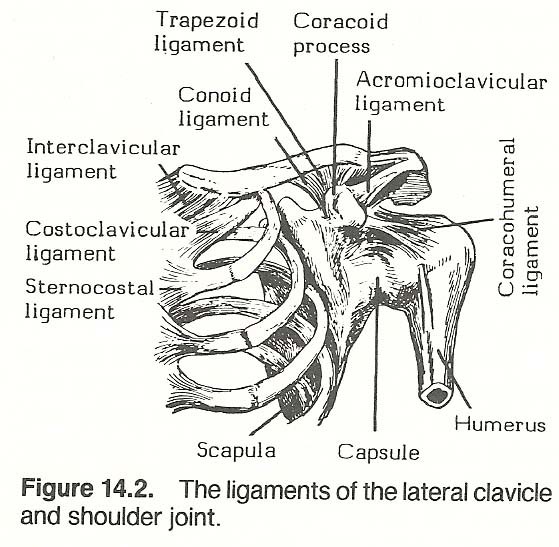 The Acromioclavicular Joint. The articulation between the acromion and