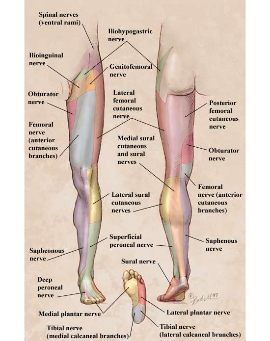 femoral nerve  pain