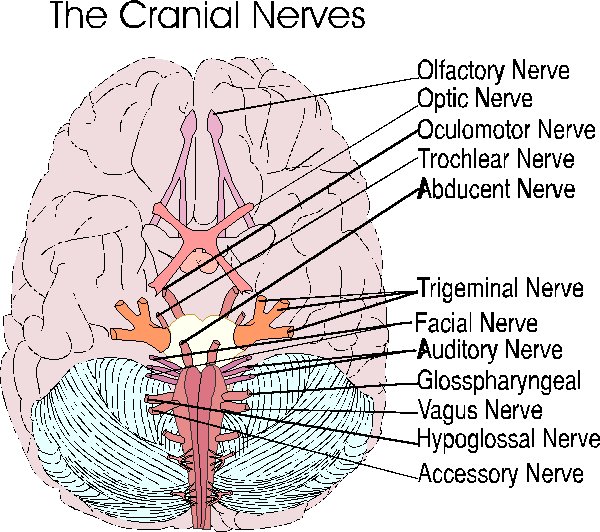 Cranial nerves(119K)