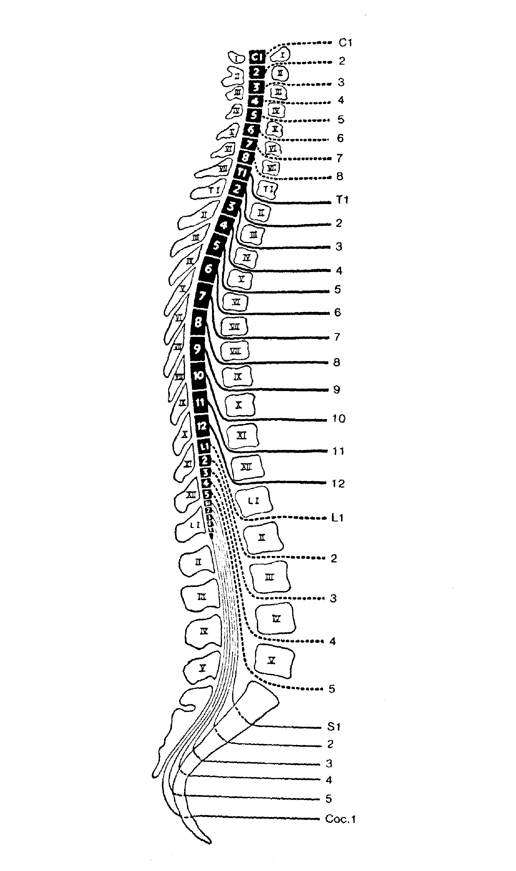 Figure 1. Schematic relationship of neuromere and vertebra level.