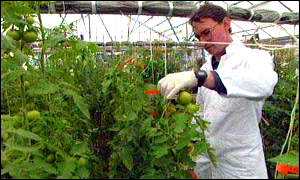 man working in experimental greenhouse